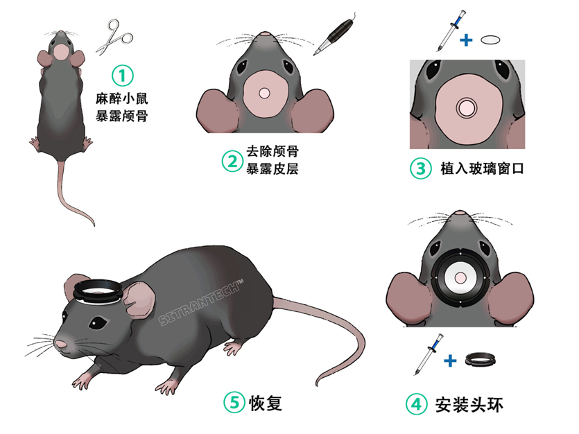小鼠開窗手術流程示意圖