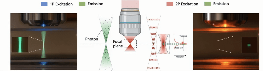 單光子螢光與雙光子螢光成像對比 - 1P vs 2P fluorescence imaging
