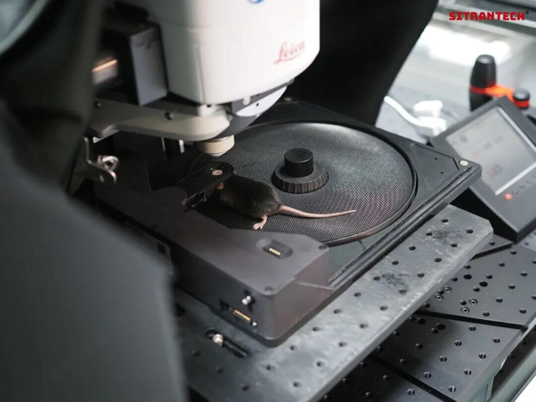 清醒小鼠頭固定在體成像實驗