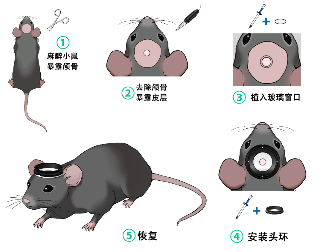 小鼠頭環植入手術與顱窗示意