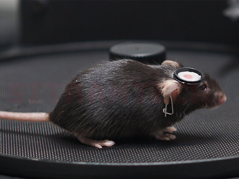 Mouse head-fixation system